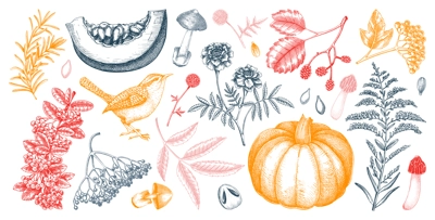 Hand drawn autumn illustrations. Vintage botanical drawings. Fall leaves, pumpkins, mushrooms, and birds sketches. Thanksgiving day design elements. NOT AI generated